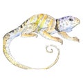 Exoticanimal wild animal in a watercolor style. Background illustration set. Isolated reptilia illustration element.