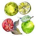Exoticlemon citruses in a watercolor style isolated.
