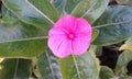 exotics pereira colombia flowers
