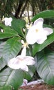 exotics pereira colombia flowers