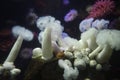 Expanded and contracted White Giant Plumose Anemone of the Pacific Ocean Royalty Free Stock Photo