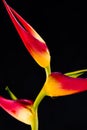 Expanded lobster claw - Heliconia latispatha