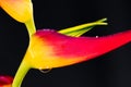 Expanded lobster claw - Heliconia latispatha Royalty Free Stock Photo