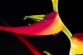 Expanded lobster claw - Heliconia latispatha Royalty Free Stock Photo