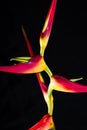 Expanded lobster claw - Heliconia latispatha