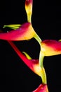 Expanded lobster claw - Heliconia latispatha