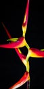 Expanded lobster claw - Heliconia latispatha Royalty Free Stock Photo