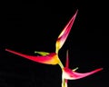 Expanded lobster claw - Heliconia latispatha