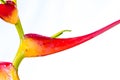 Expanded lobster claw - Heliconia latispatha Royalty Free Stock Photo