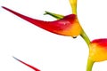 Expanded lobster claw - Heliconia latispatha Royalty Free Stock Photo