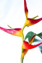 Expanded lobster claw - Heliconia latispatha