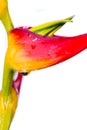 Expanded lobster claw - Heliconia latispatha