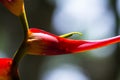 Expanded lobster claw - Heliconia latispatha