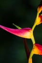 Expanded lobster claw - Heliconia latispatha Royalty Free Stock Photo