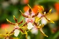 Expanded orchid flower Tongue, yellow-brown flower petals