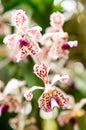 Expanded orchid flower Vanda, white-violet flower petals