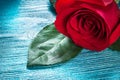 Expanded red rose with green leaves on wooden board holidays con