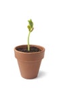 Expanding bean plant Royalty Free Stock Photo