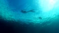 Expanding my horizons. 4k video footage of an attractive young woman snorkelling alone in the coral reefs of Raja Ampat