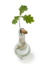 Expanding oak tree in a vase