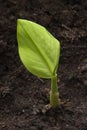 Expanding turmeric plant