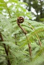 Expanding young fern