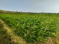 expanse of corn field