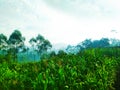 expanse of corn fields in the countryside that looks refreshing green