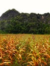 Expanse of corn fields on the edge of the mountain