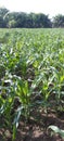 The expanse of corn plants in a large rice field area