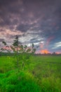 the expanse of green rice fields with a beautiful sunset Royalty Free Stock Photo