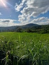 expanse of green rice fields and forests, spoiling the eyes of the beholder Royalty Free Stock Photo