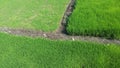 Expanse of green rice fields Royalty Free Stock Photo