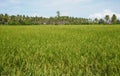 expanse of green rice fields with a vast background of blue sky and clouds Royalty Free Stock Photo