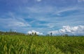 expanse of green rice fields with a vast background of blue sky and clouds Royalty Free Stock Photo