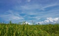 expanse of green rice fields with a vast background of blue sky and clouds Royalty Free Stock Photo