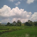 Expanse of green rice fields with white clouds in the blue sky Royalty Free Stock Photo