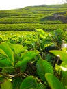 expanse of green tea plants in a cold mountain Royalty Free Stock Photo