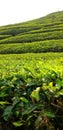 expanse of green tea plants in a cold mountain Royalty Free Stock Photo