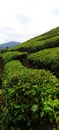 expanse of green tea plants in a cold mountain Royalty Free Stock Photo