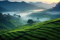 An expanse of lush green hillside richly adorned with numerous thriving trees, Organic tea plantation in the misty mountain