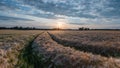 The gentle rustle of crops swaying in the warm breeze. Road path in cereal field.