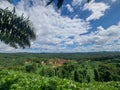 expanse of oil palm plantations from the top of the hill