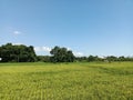 expanse of paddy fields with yellow rice ready to be harvested Royalty Free Stock Photo