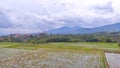 Expanse rice field at Cikancung area - stock photo