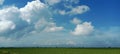 expanse of rice in a rice field with a clear sky and marshy Ground Royalty Free Stock Photo