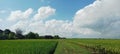 expanse of rice in a rice field with a clear sky and marshy ground Royalty Free Stock Photo