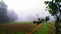 The expanse of rice fields between the green forest and the morning mist Royalty Free Stock Photo