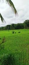 Expanse of rice fields. Green . Nature. Soothing the eyes. Beautiful . Background