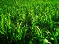 Corn garden expanse